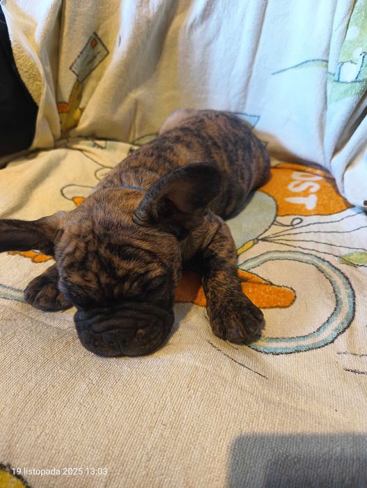 Buldog francuski, Piesek, Gotowy do odbioru, OMAR