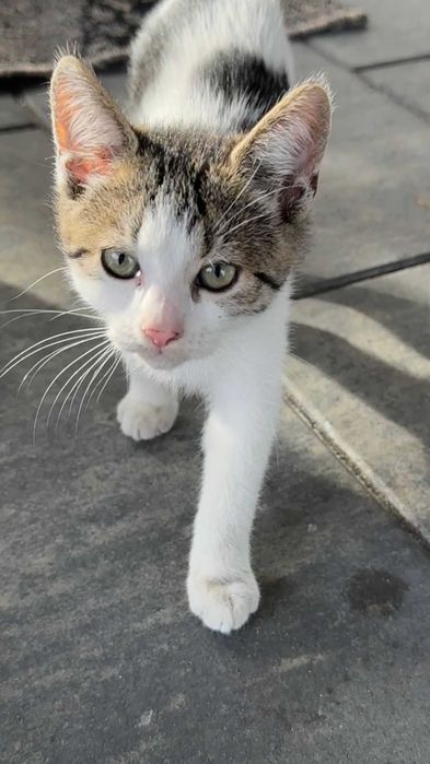 Koty 3-4 miesięczne do adopcji