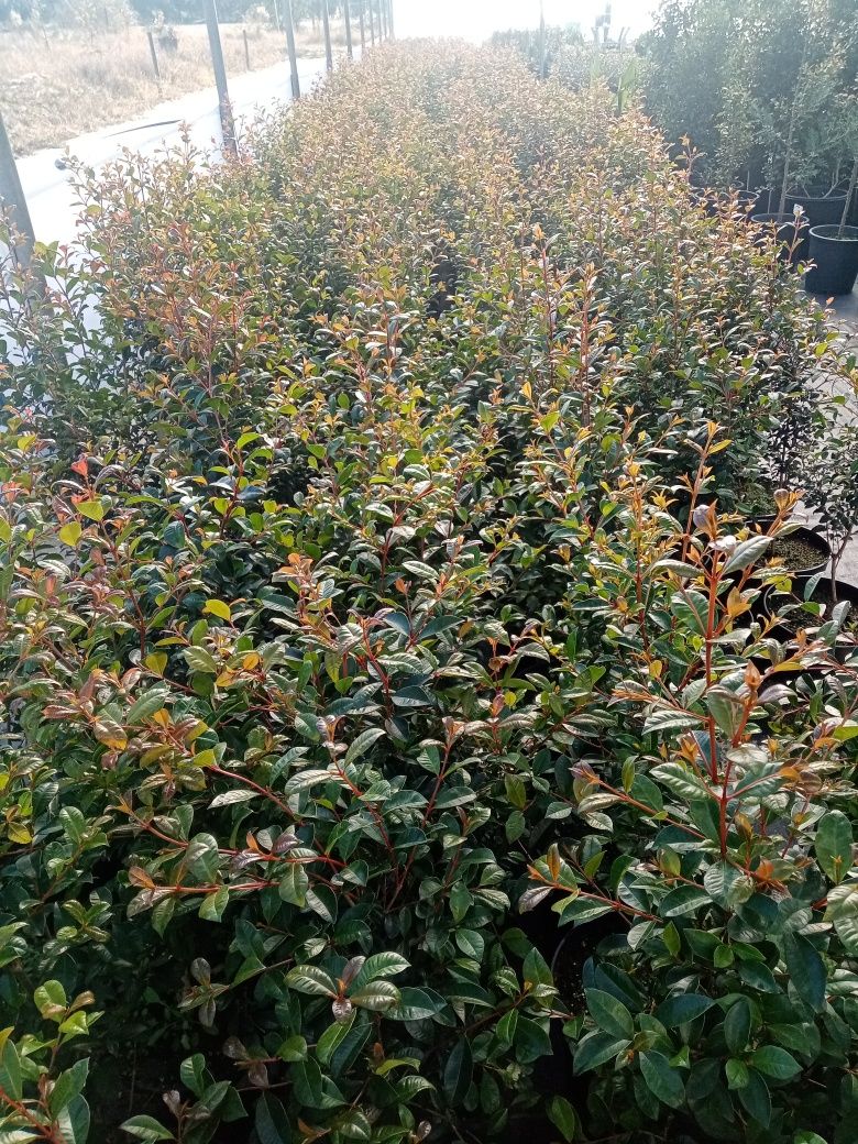 Eugenias Myrtifolia