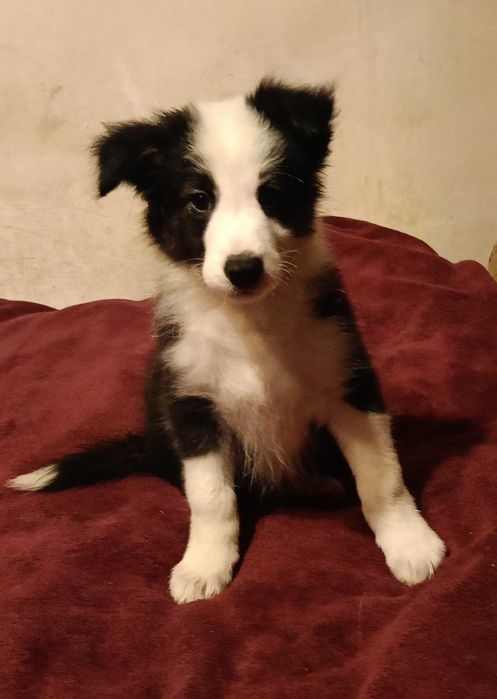 Border collie samiec