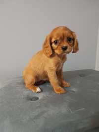 Suczka Cavalier King Charles Spaniel