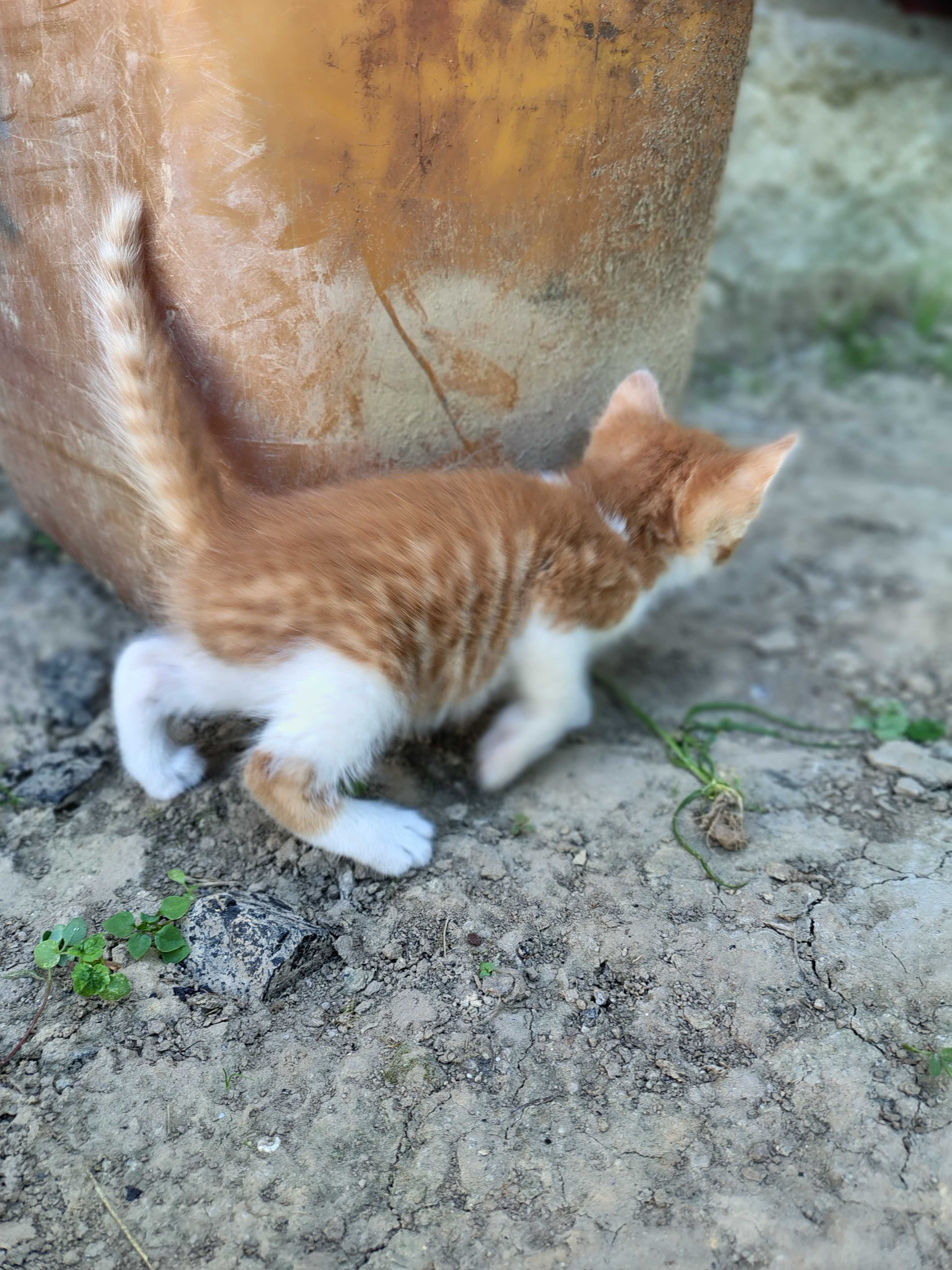 Oddam koty w dobre ręce