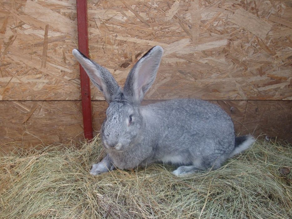 Кролики Велика(Європейська) шиншила Кроленята 2-3 міс