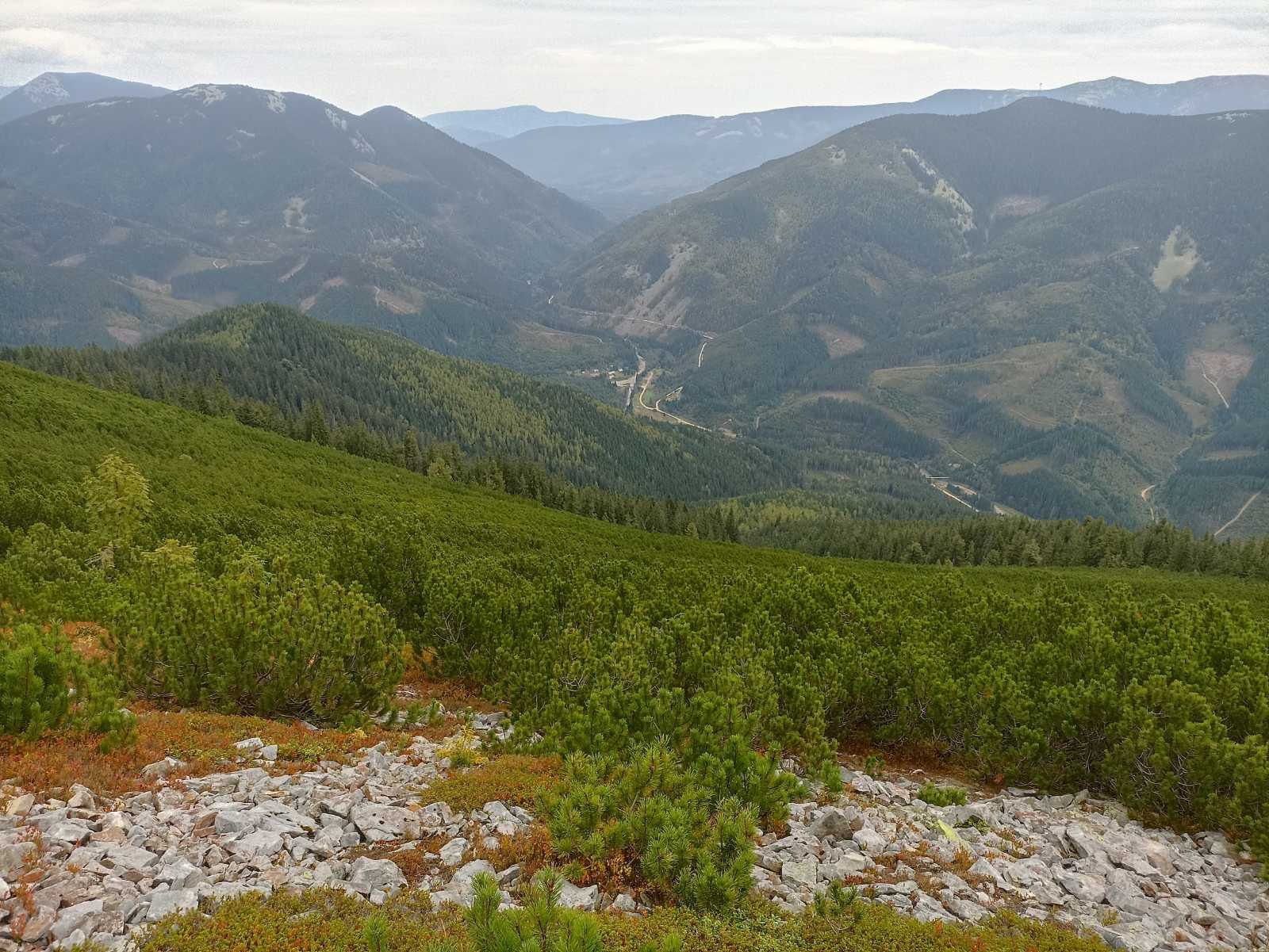 Ісландських мох з Карпат