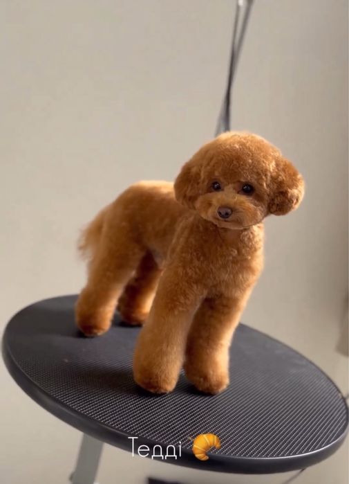 Вязка Кобель 2кг Той Пудель Мальтипу Болонка Мальтійська