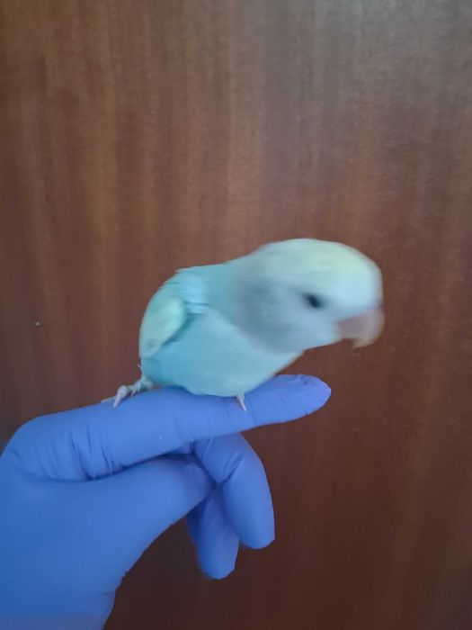 Rosicolis criados a mão