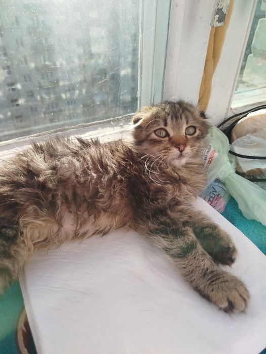 Кошеня в добрі руки