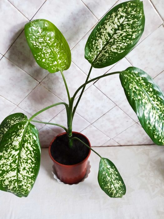 Диффенбахия недорого