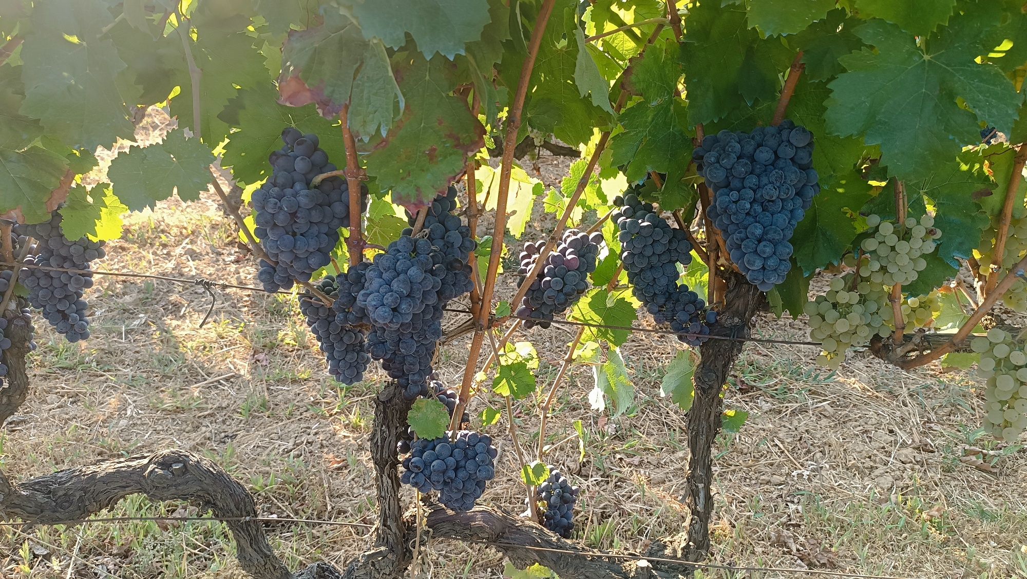 Vendo uvas para vinho