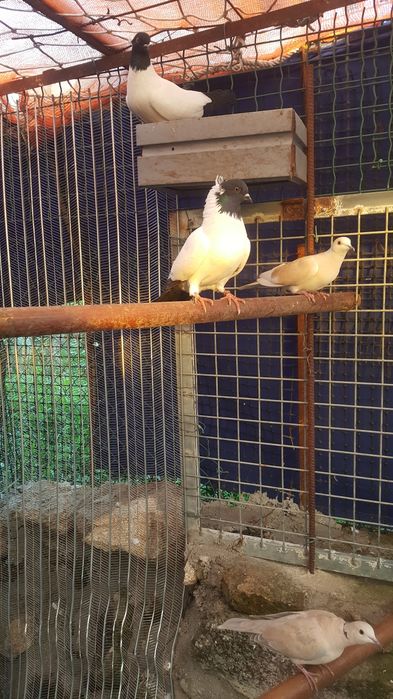 Casal viuvinhas 2025