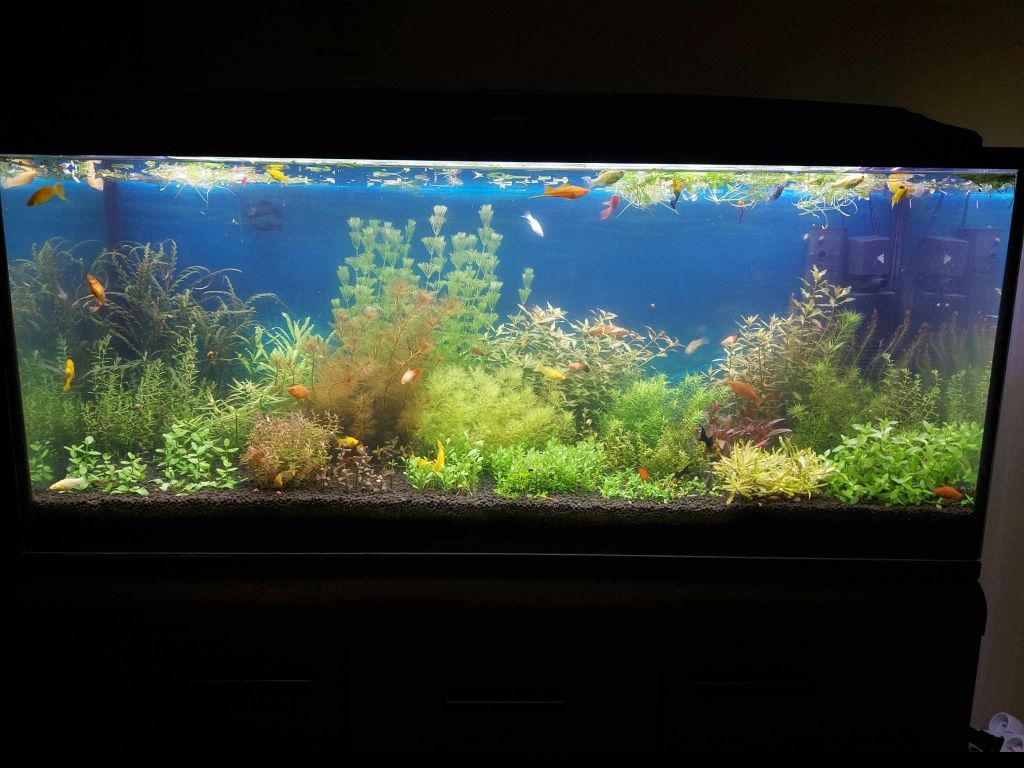 Ammania bonsai, rotala 1/2plan hodowla roślin wysyłka