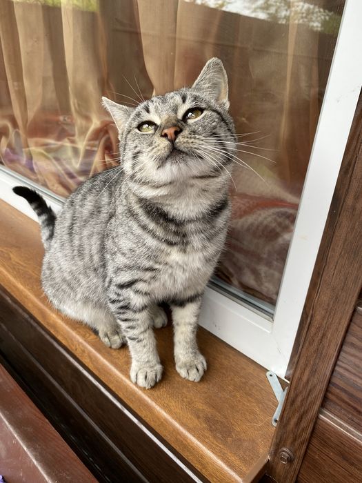 Віддам котика в добрі руки.