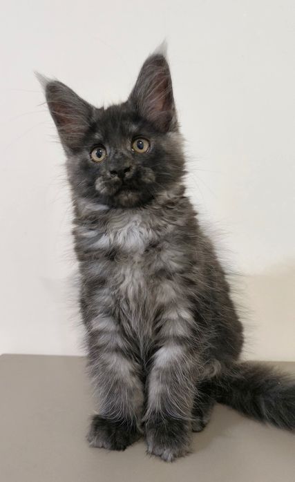 Maine coon kotka dymna FPL