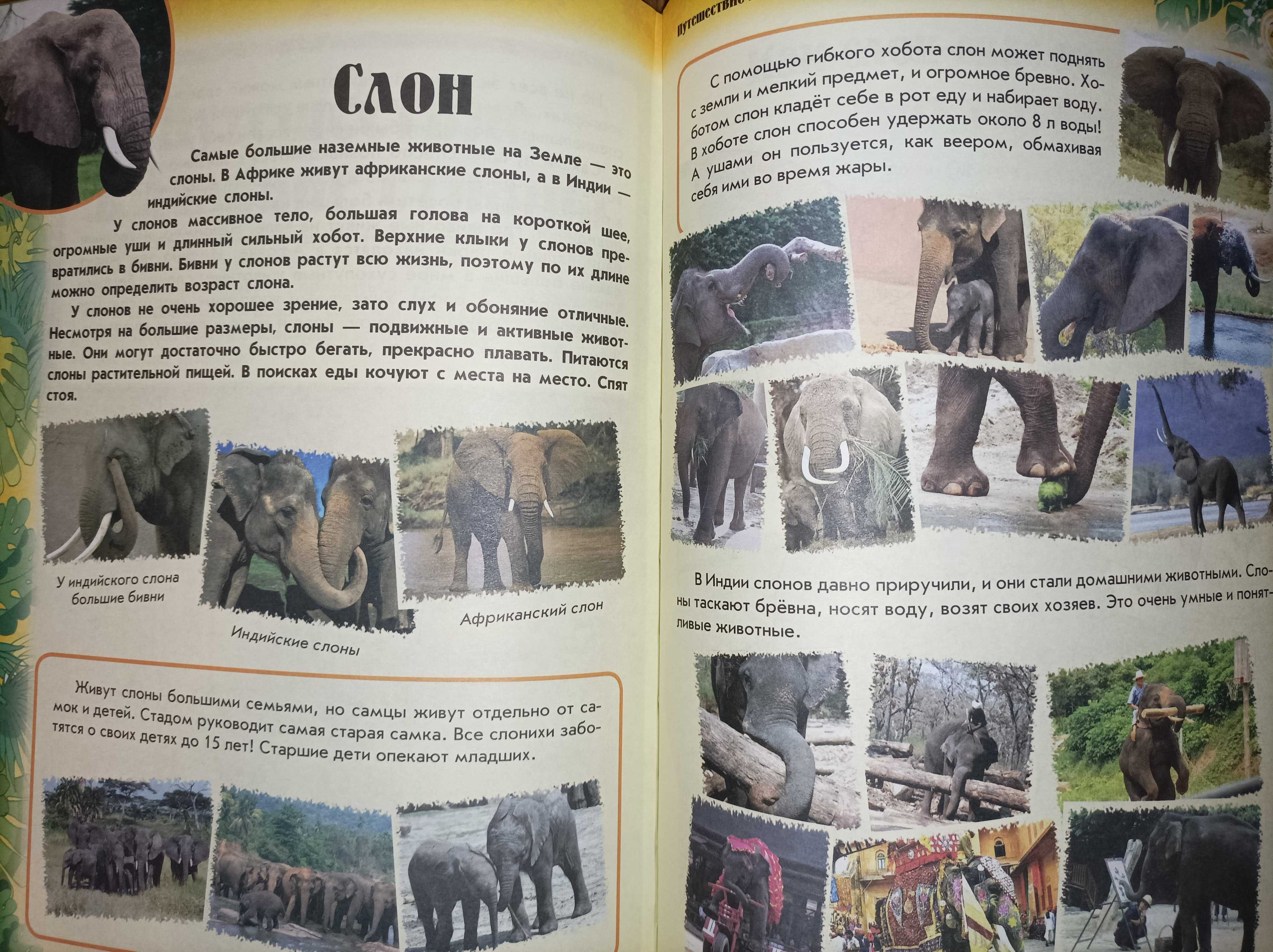 Большая книга о животных - факты, задания, сказки, загадки, стихи