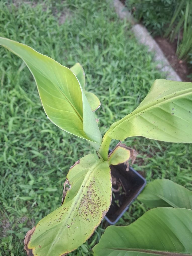 Bananowiec mussa basjo