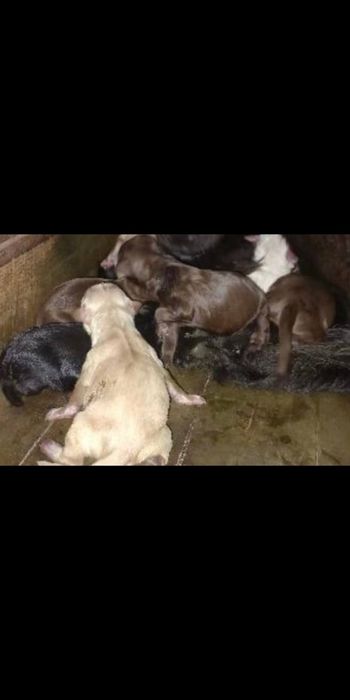 Бронювання Лабрадорчіків