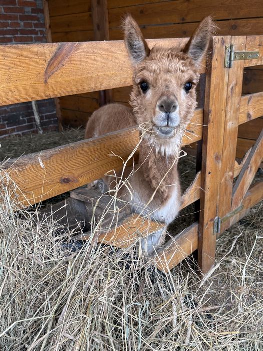 Sprzedamy 3 alpaki, samce tanio