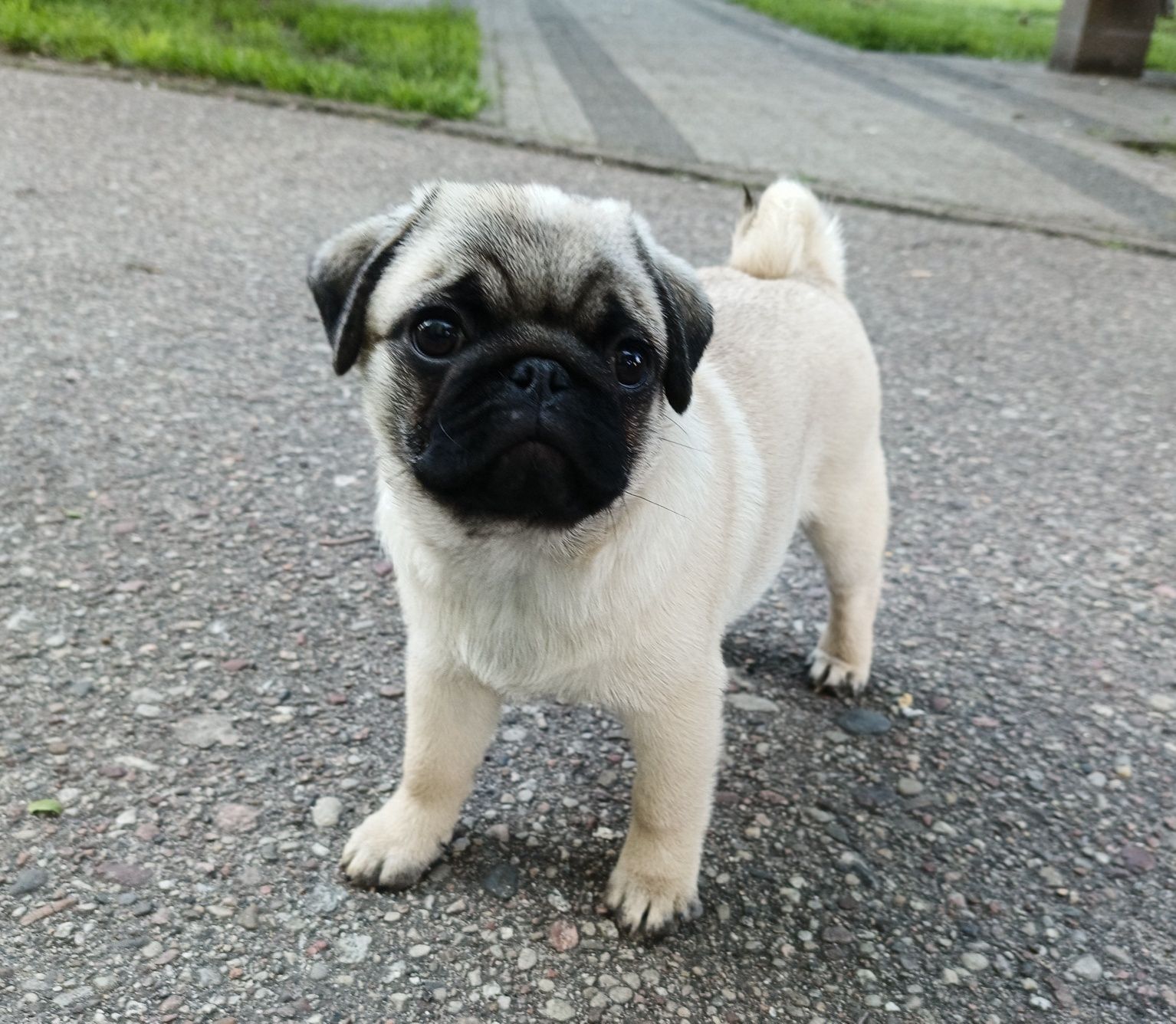 Mops suczka ZKwP FCI do odbioru
