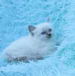 Kotka Ragdoll blue