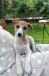 Suczka Whippet ZKwP / FCI
