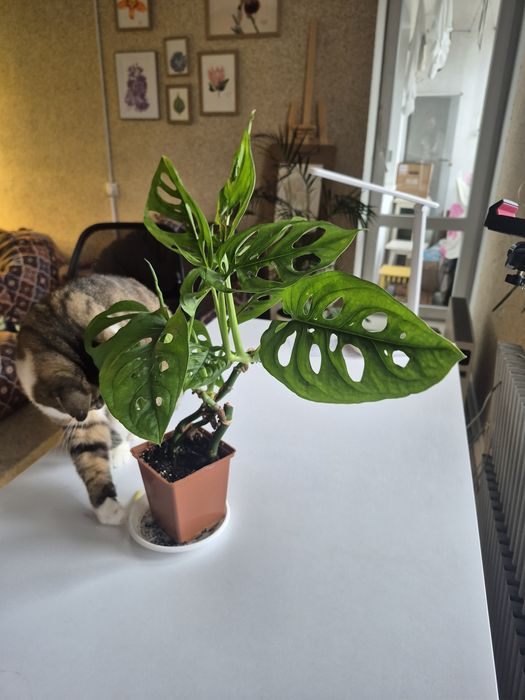 Монстера Манкі 3 міцних стовбури з великим листям