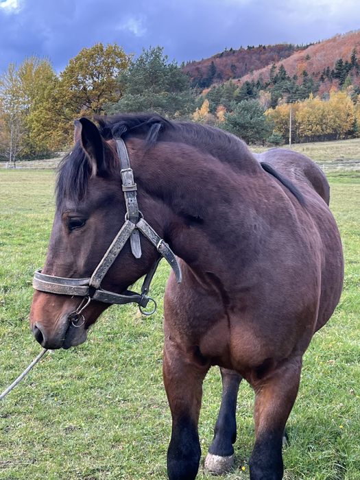 Sprzedam konia maści ciemnogniadej