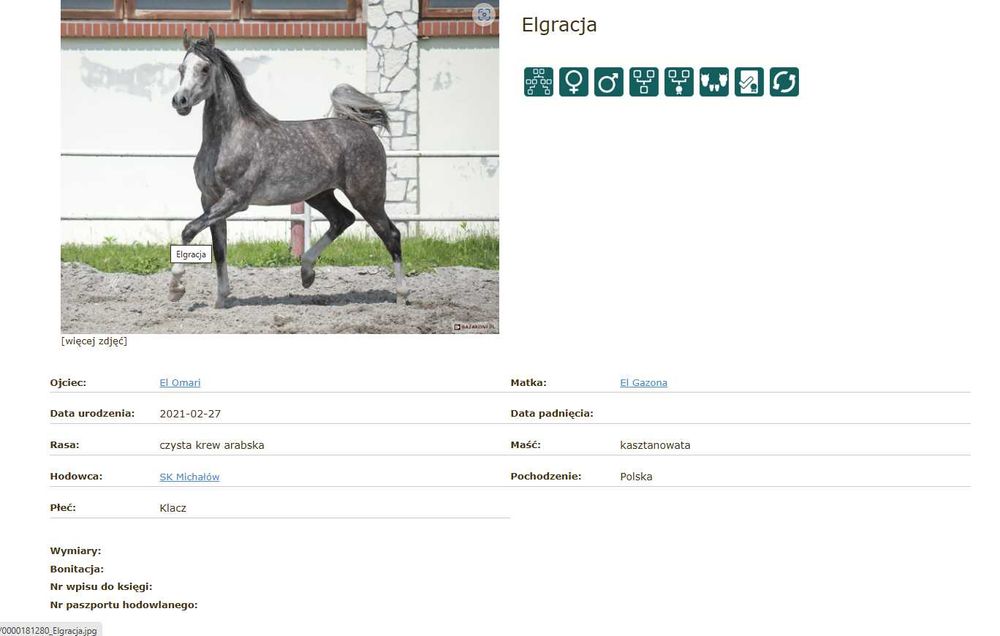 Klacz arabska Egracja -EL Omari-EL Gazona po Kahil Al Shaqab