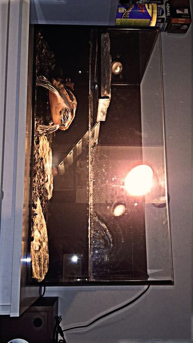 Żółw wodno lądowy