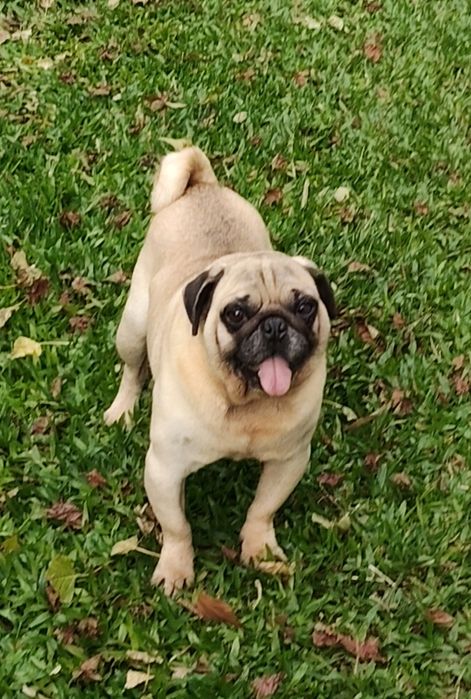 Pug Carlin Adulto