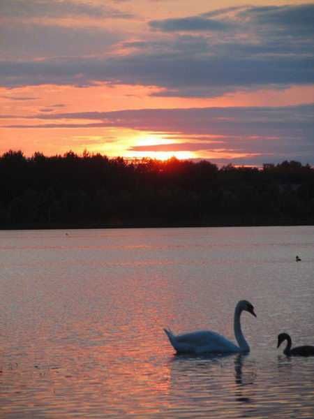Відпочинок на озері Луки, будинок відпочинку, чиста вода, 50м пляж