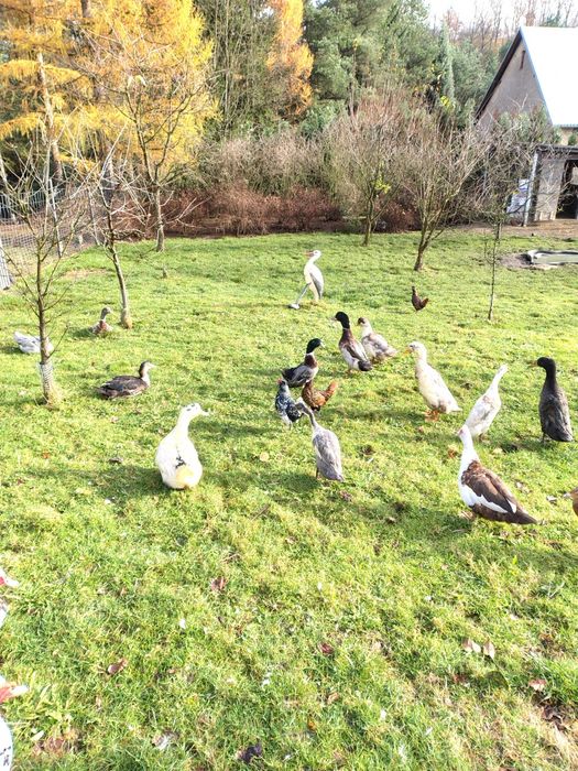 Sprzedam kaczki  francuskie i inne