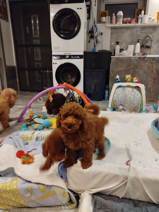 Pudel miniaturowy Red Braun po rodzicach toy