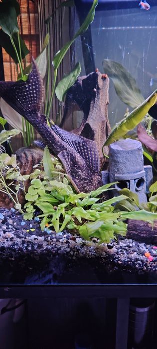 Oddam za darmo glonojada