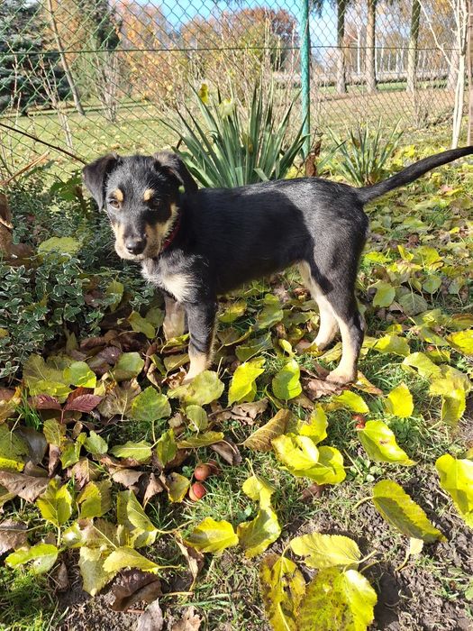 Tosia szczeniaka szuka kochającego domu