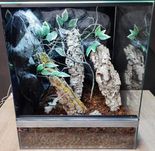 Terrarium szklane nr44 50/50/60 dla gekona drzewołazów NA ZAMÓWIENIE