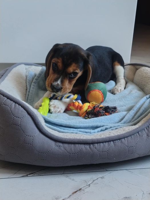Beagle tricolor "FADO"