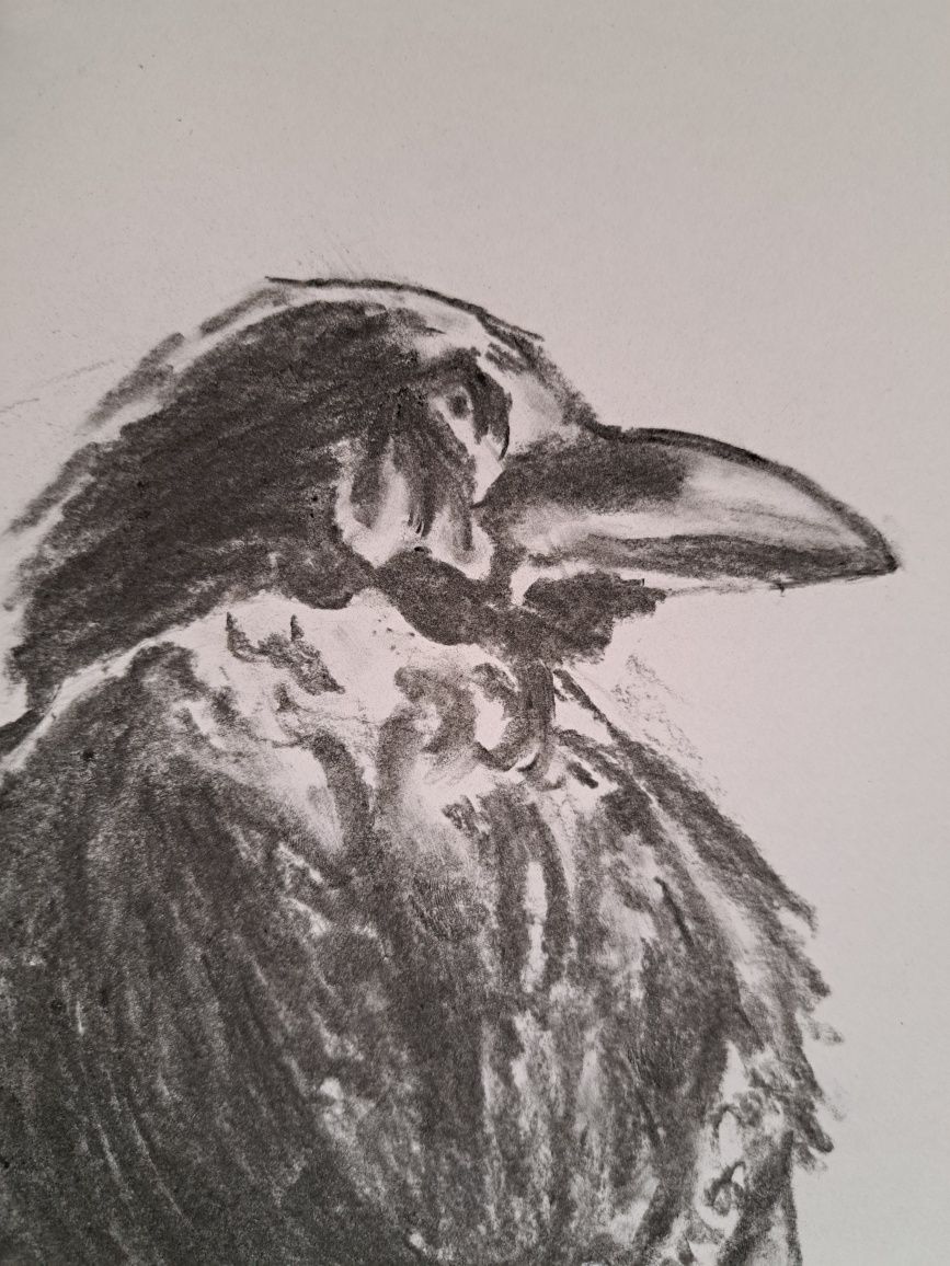 Rysunek węglem,21x30,ptak,szkic,rysunek,kruk,gawron