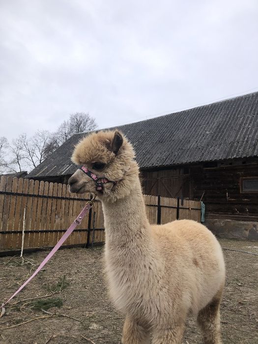 Alpaka alpaki samczyki chodzące na kantarku