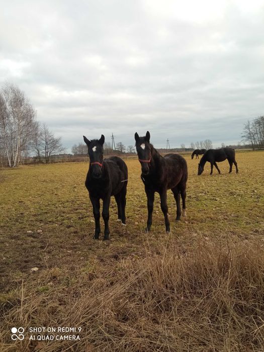 Sprzedam Ogierki Śląskie