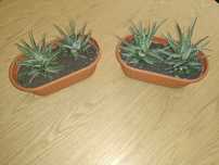 Plantas sansevierias e suculentas