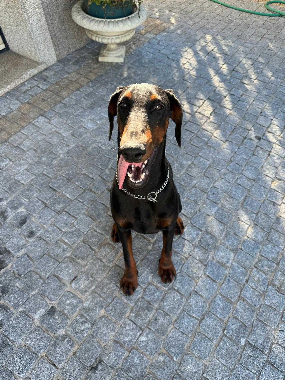 Adoção Responsável – DOBERMAN