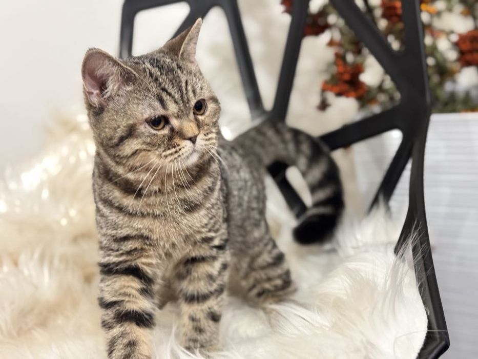 Kocięta Szkockie. Kocurek Tygrysi.  Rodowód