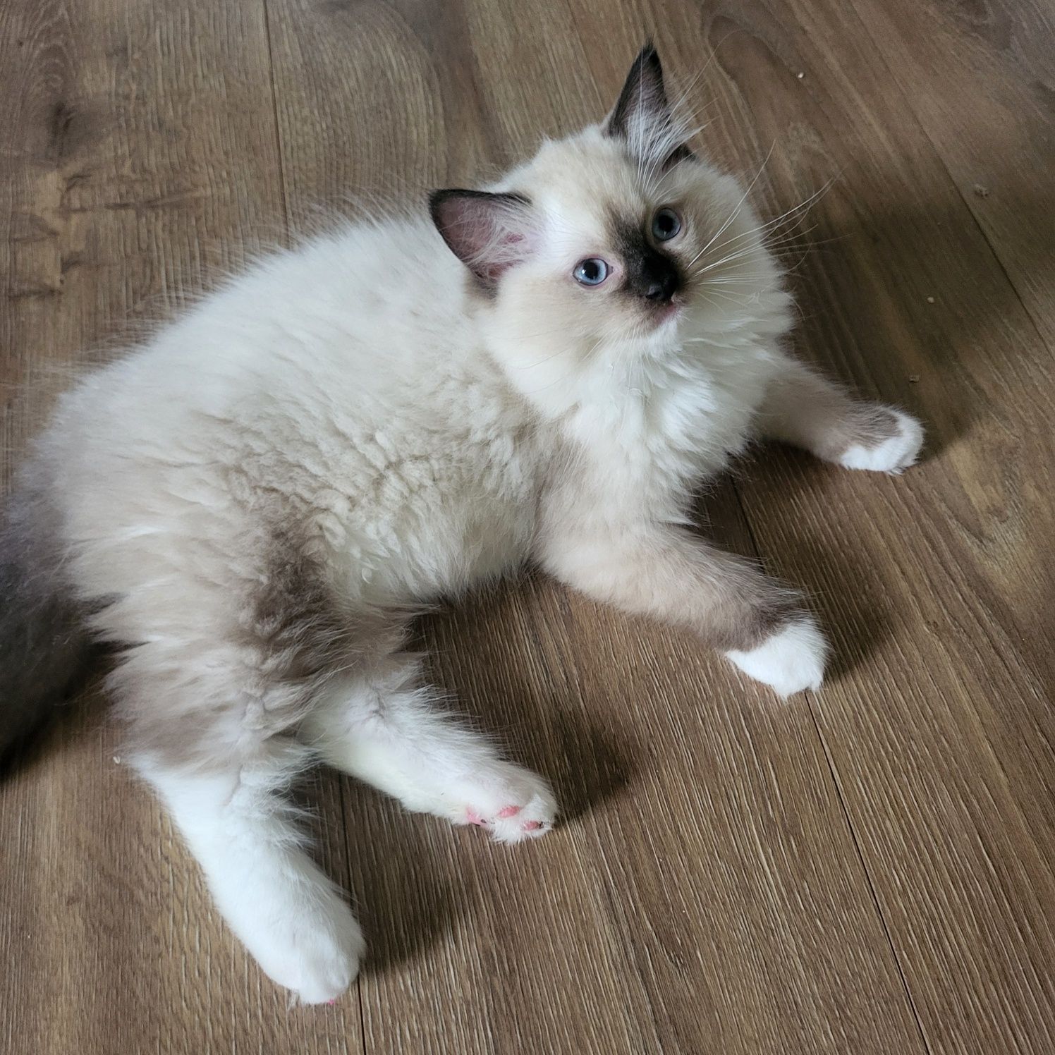 Ragdoll koteczka seal mitted