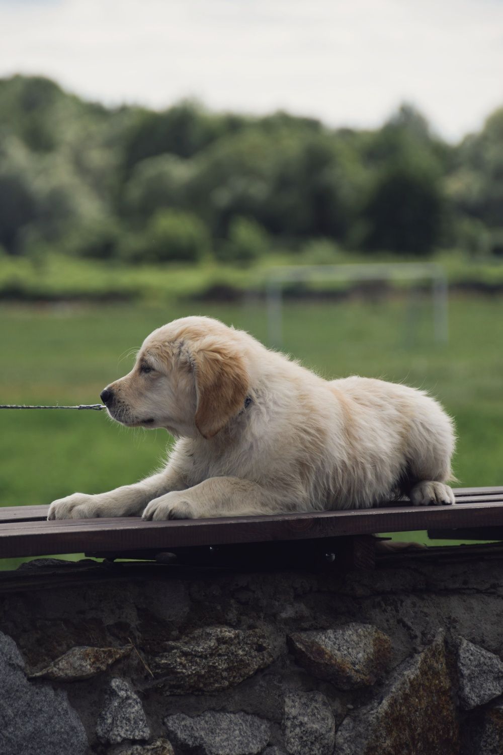 Golden Retriever ZkwP