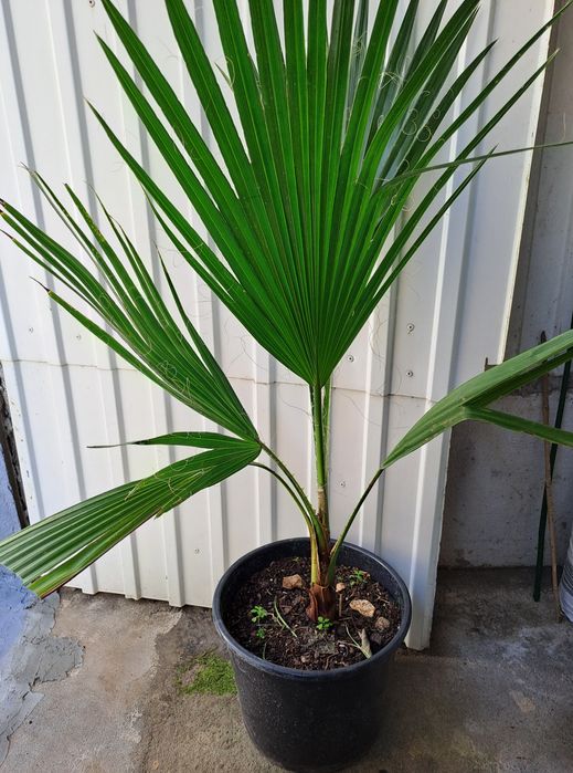 CHAMAREOPS HUMILIS (Palmeira leque ou palmeira vassoura)