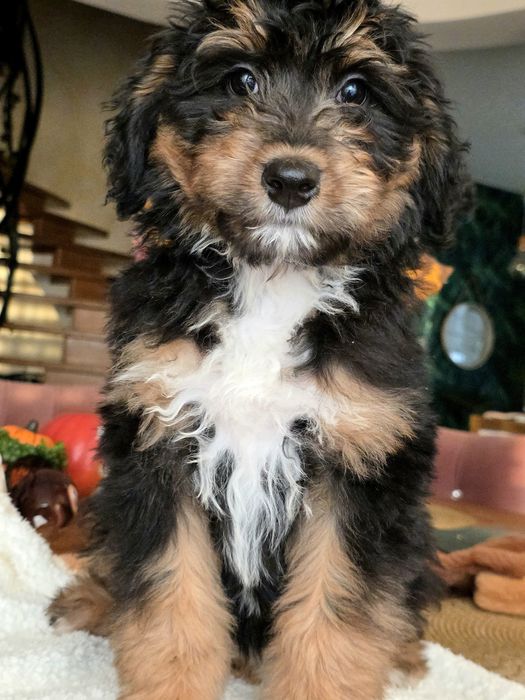 Aussie doodle sliczna dziewczynka