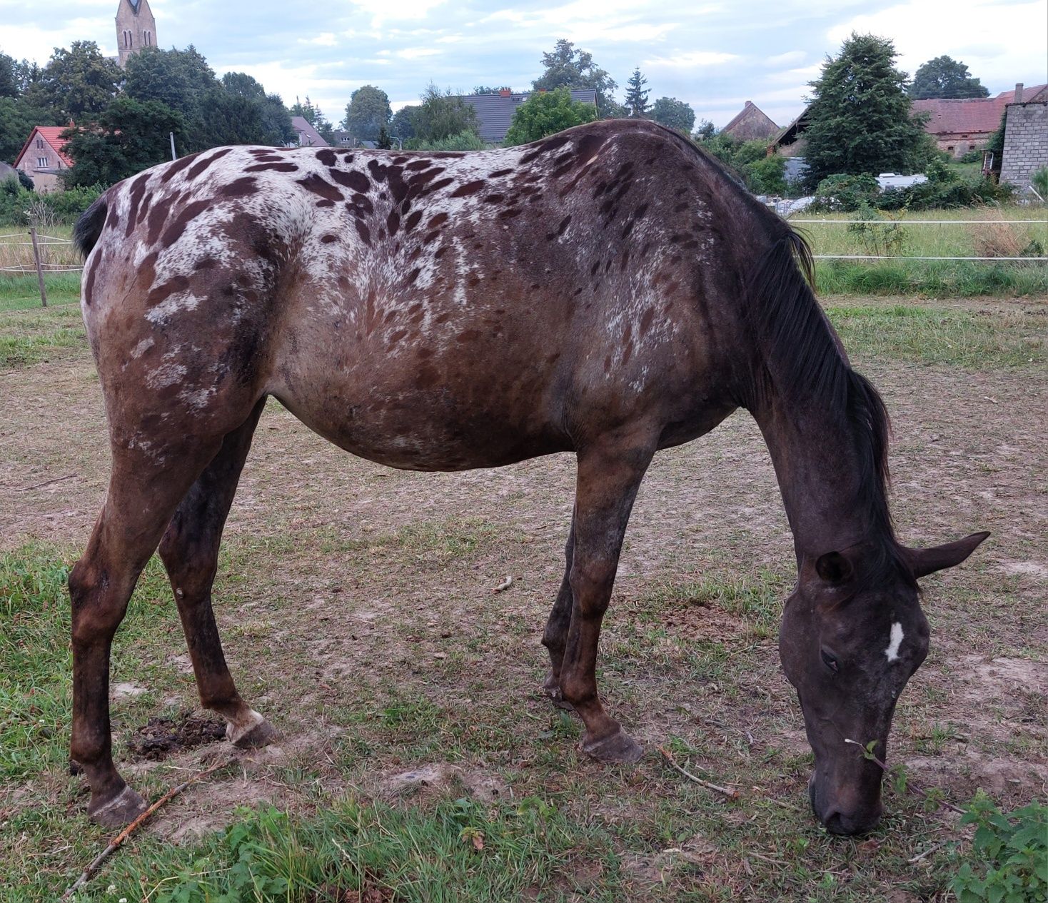 Klacz tarantowata