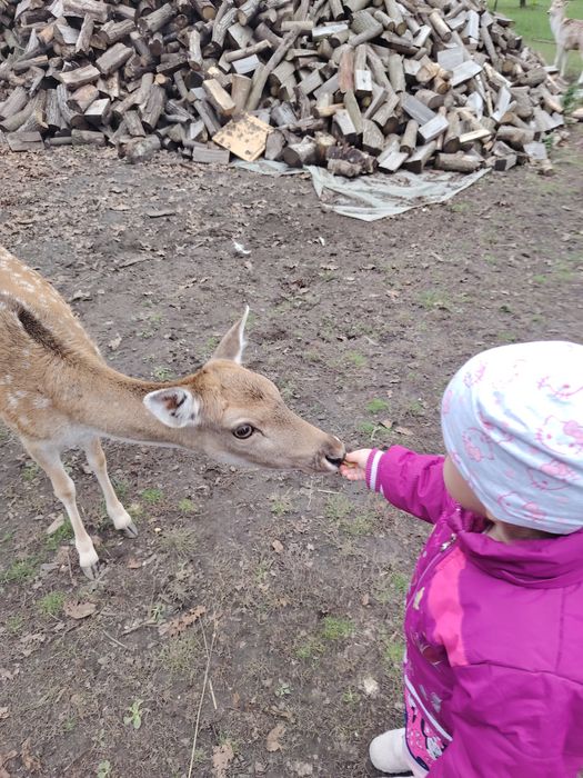 Sprzedam parę danieli