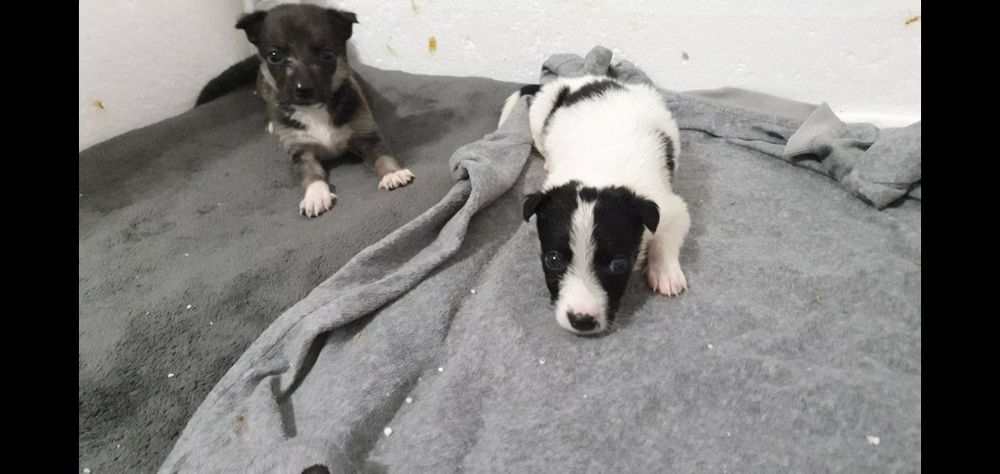 Шукаємо родину для цуценяток