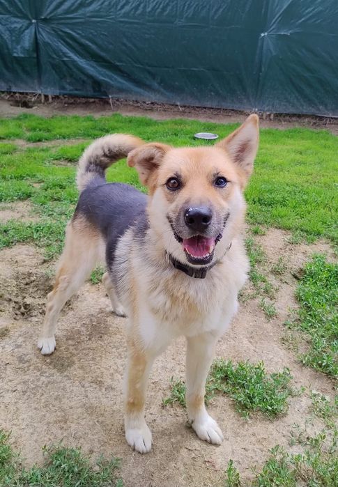 Adoptuj Oskarka przed zimą